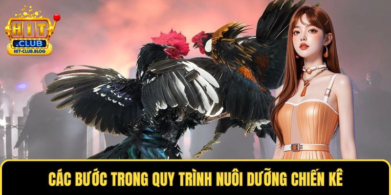 Các bước trong quy trình nuôi dưỡng chiến kê