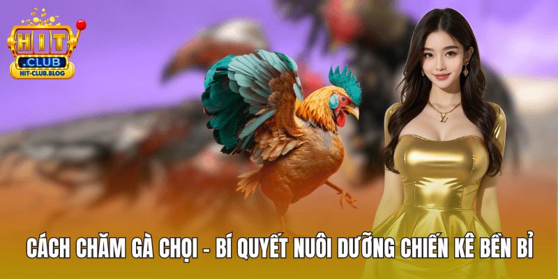Cách chăm gà chọi ảnh đại diện