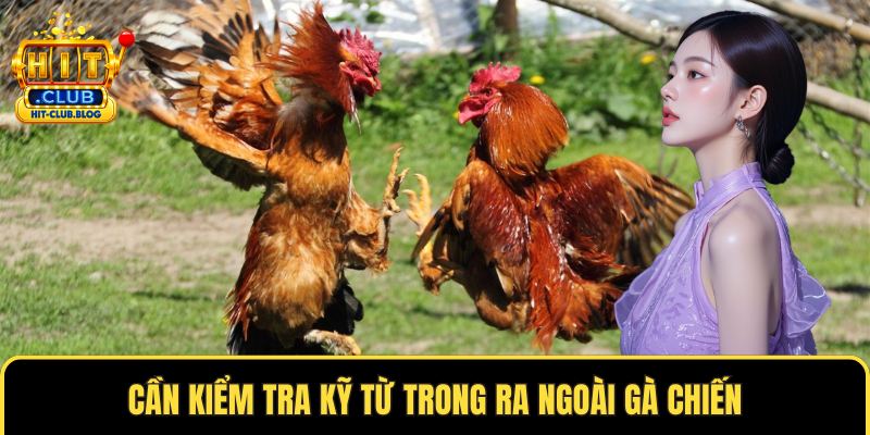 Cần kiểm tra kỹ từ trong ra ngoài gà chiến