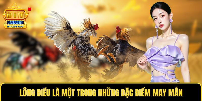 Lông điều là một trong những đặc điểm may mắn