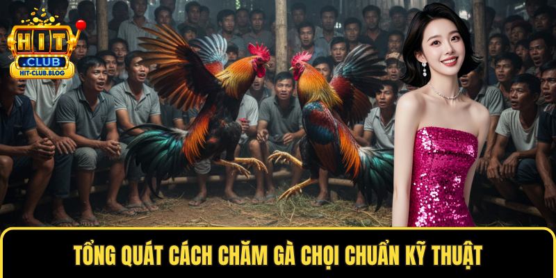 Tổng quát cách chăm gà chọi chuẩn kỹ thuật